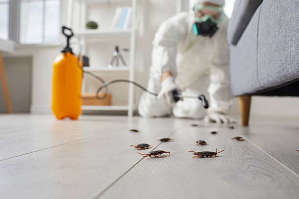 Commercial Kitchen Cockroach Control in Edwards